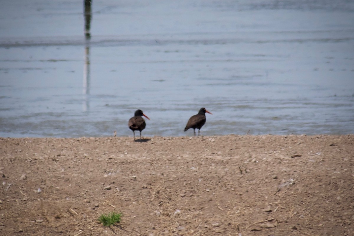 Black Oystercatcher - ML637306070