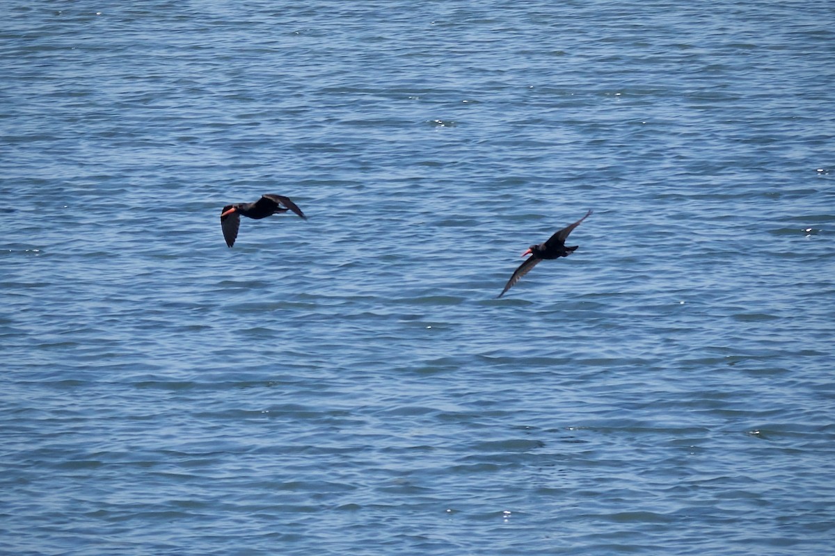 Black Oystercatcher - ML637306077