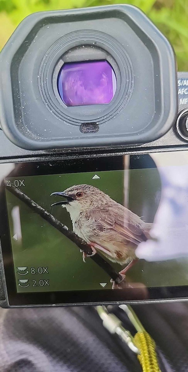 Annam Prinia - ML637306080