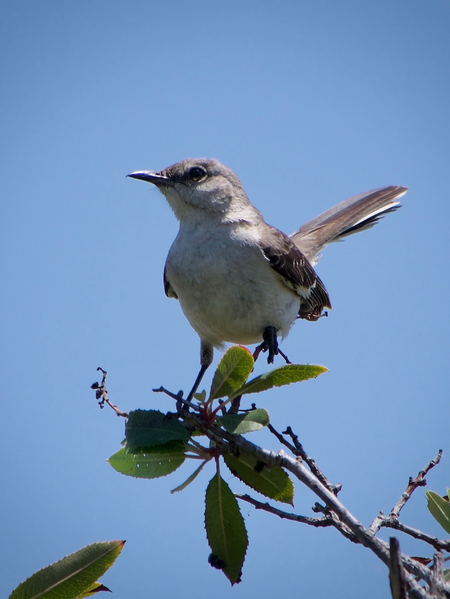Northern Mockingbird - ML637306083