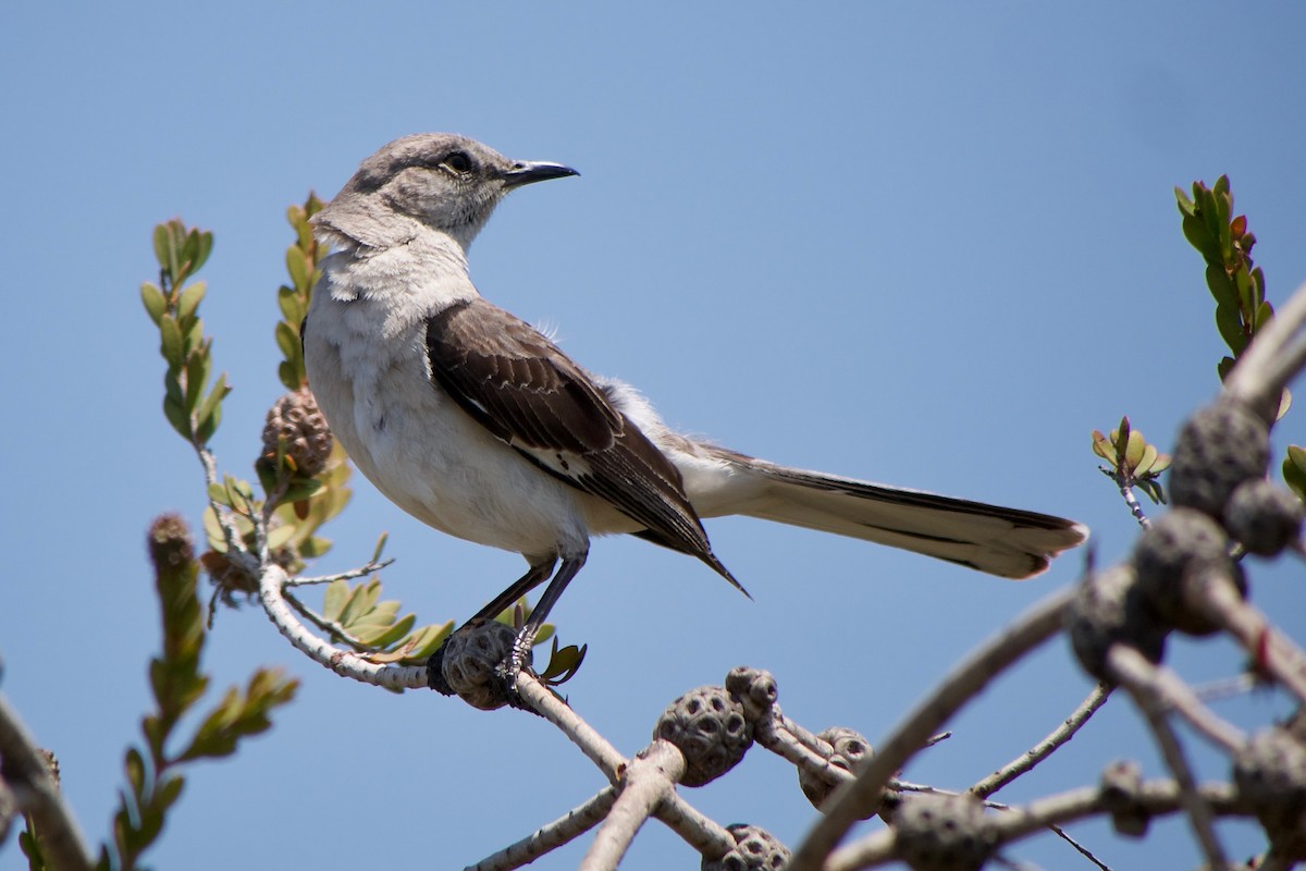Northern Mockingbird - ML637306088