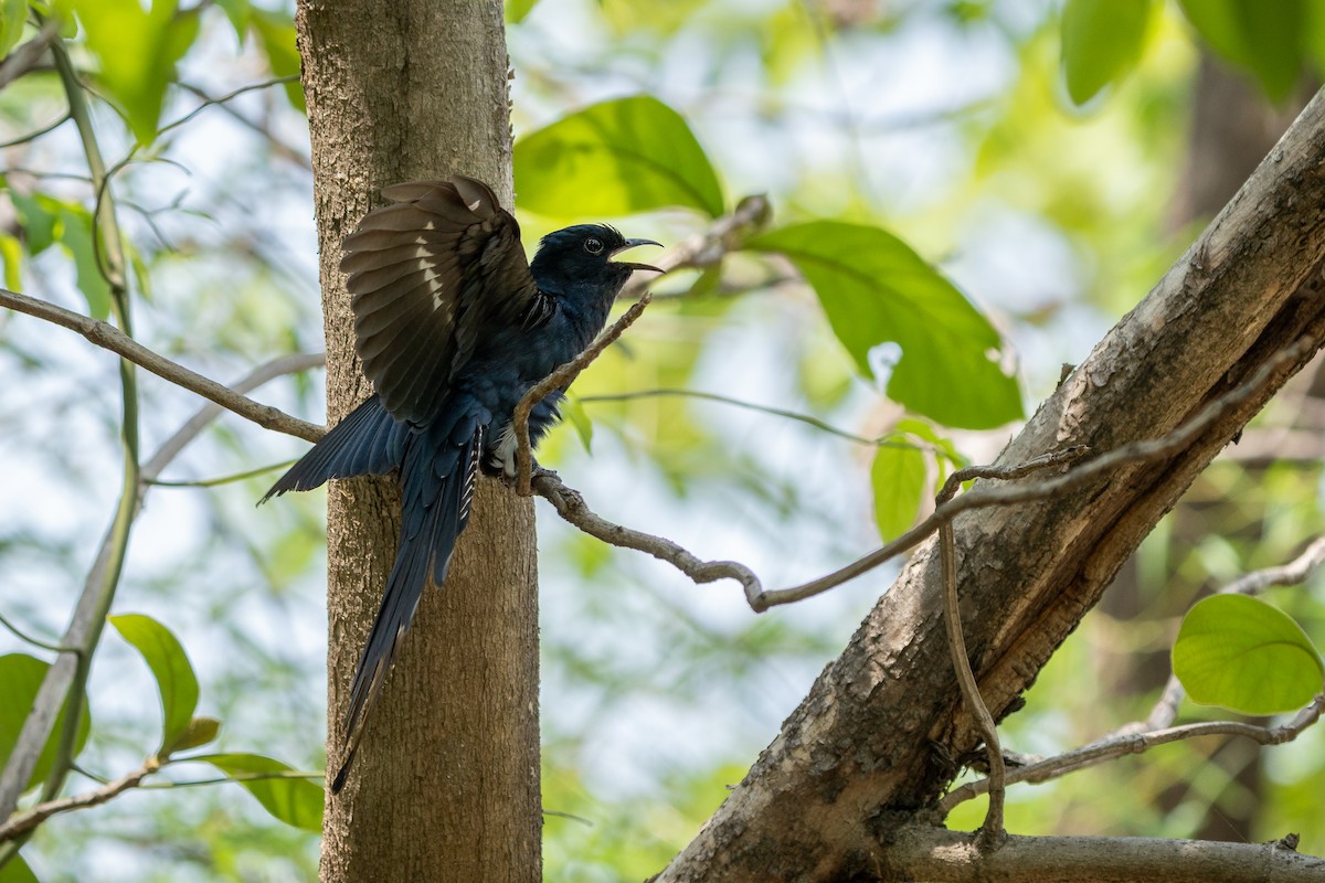 Fork-tailed Drongo-Cuckoo - ML637306093
