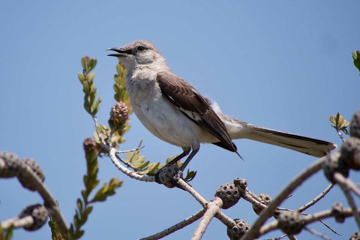 Northern Mockingbird - ML637306098