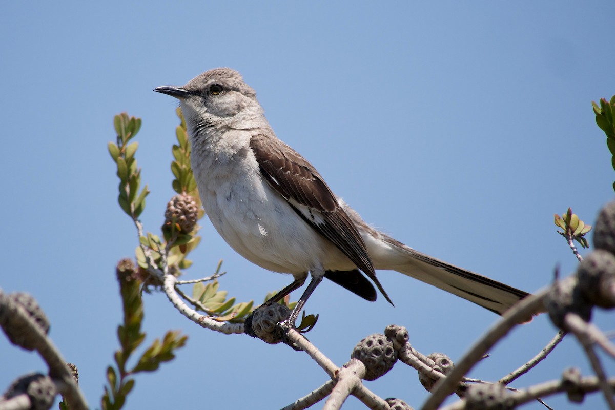 Northern Mockingbird - ML637306106