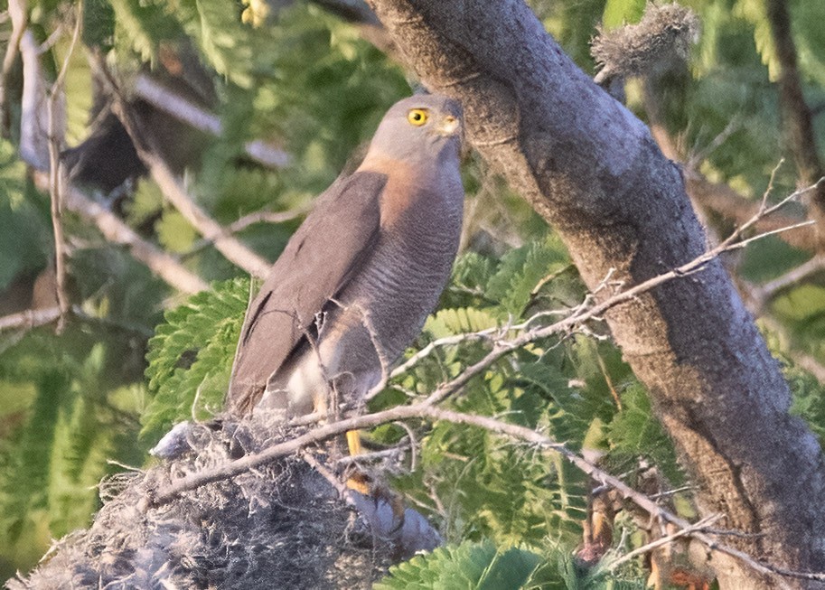 Variable Goshawk - ML637306107