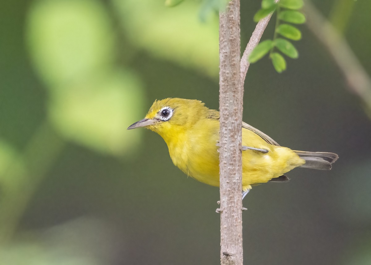 Lemon-bellied White-eye - ML637306156