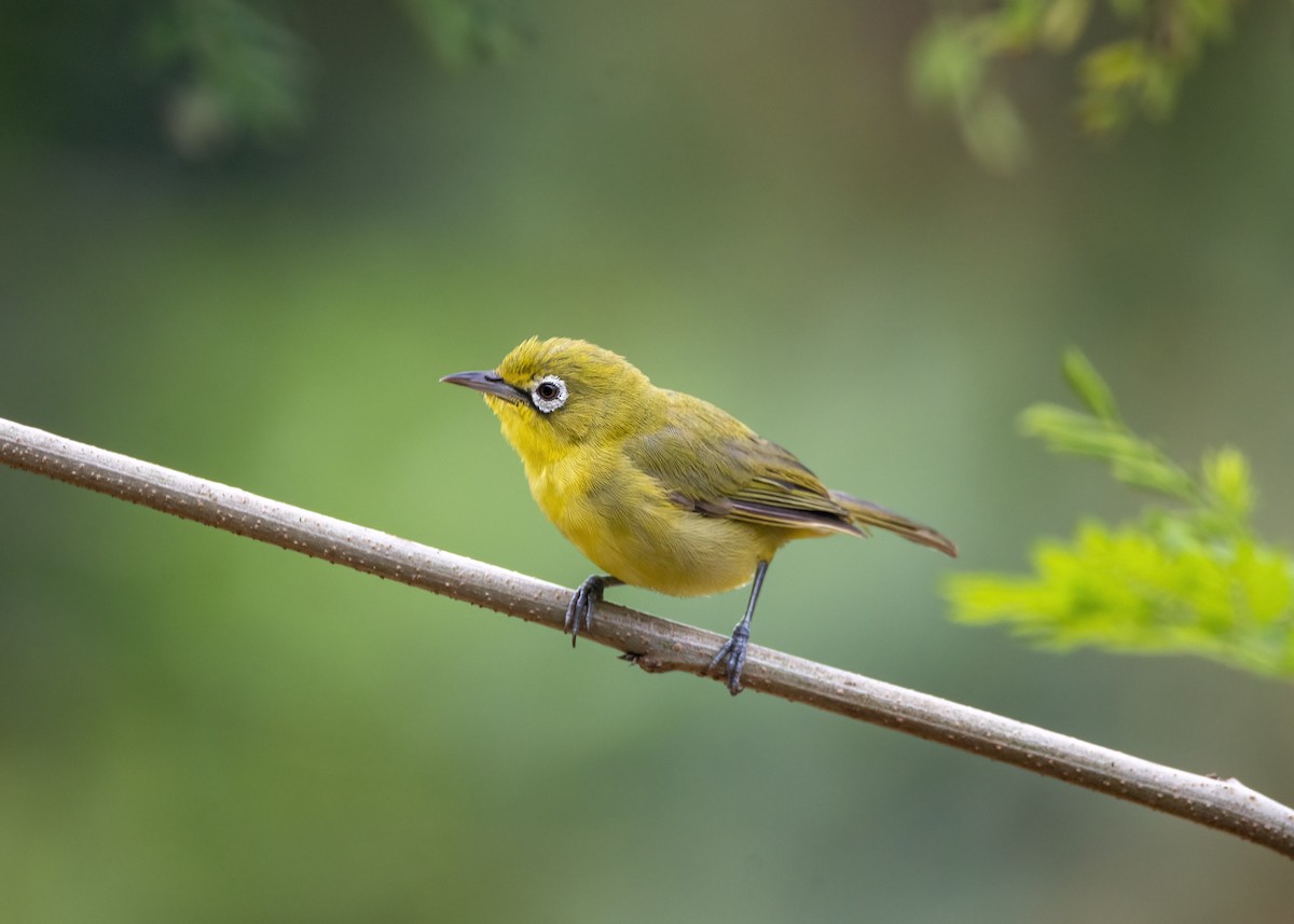 Lemon-bellied White-eye - ML637306157