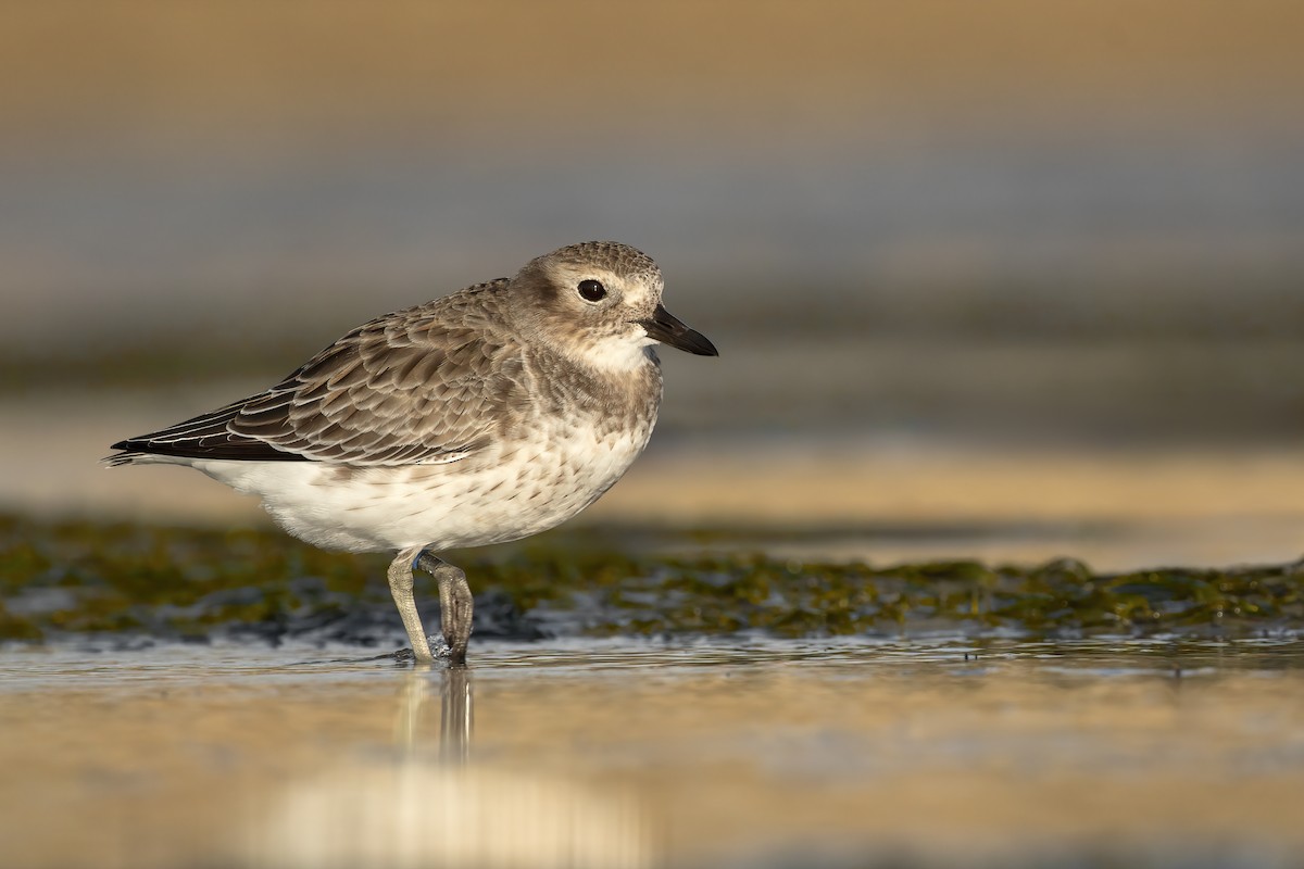 Red-breasted Dotterel (Southern) - ML637306187