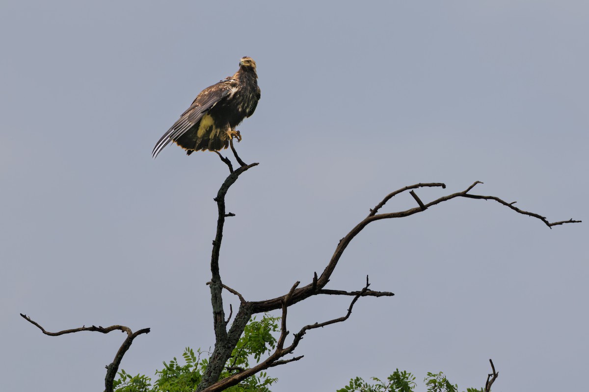 Imperial Eagle - ML637306200