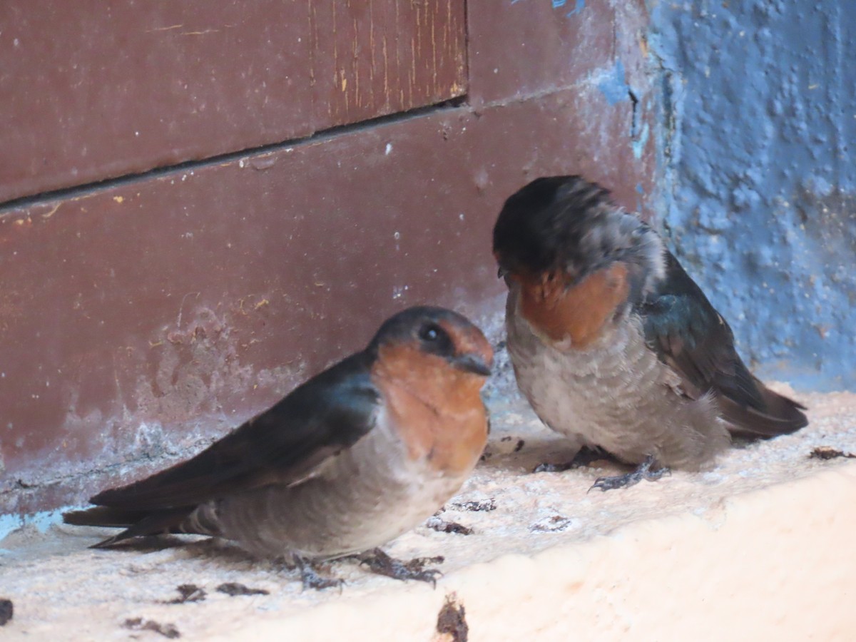 Hill Swallow - ML637306215