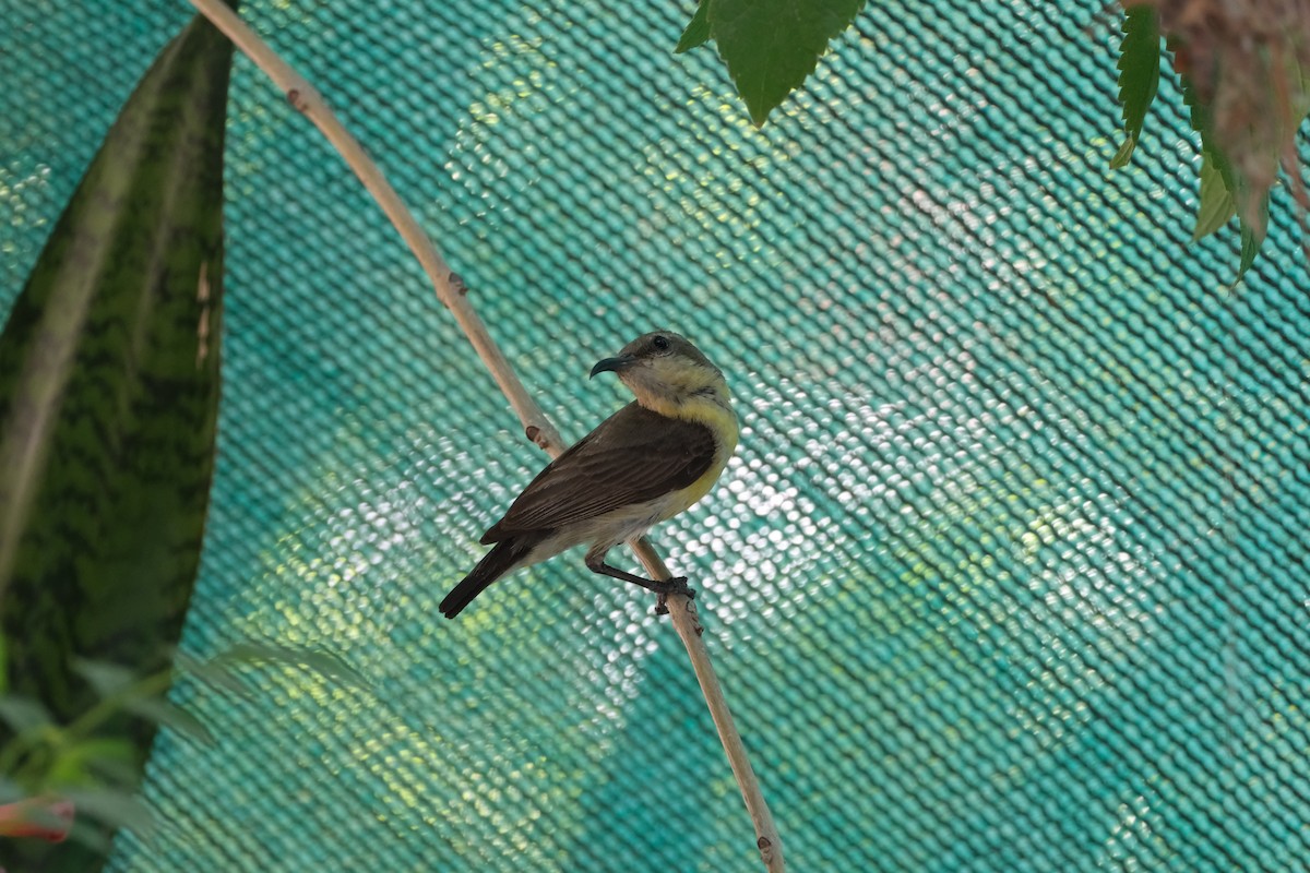 Purple Sunbird - ML637306220