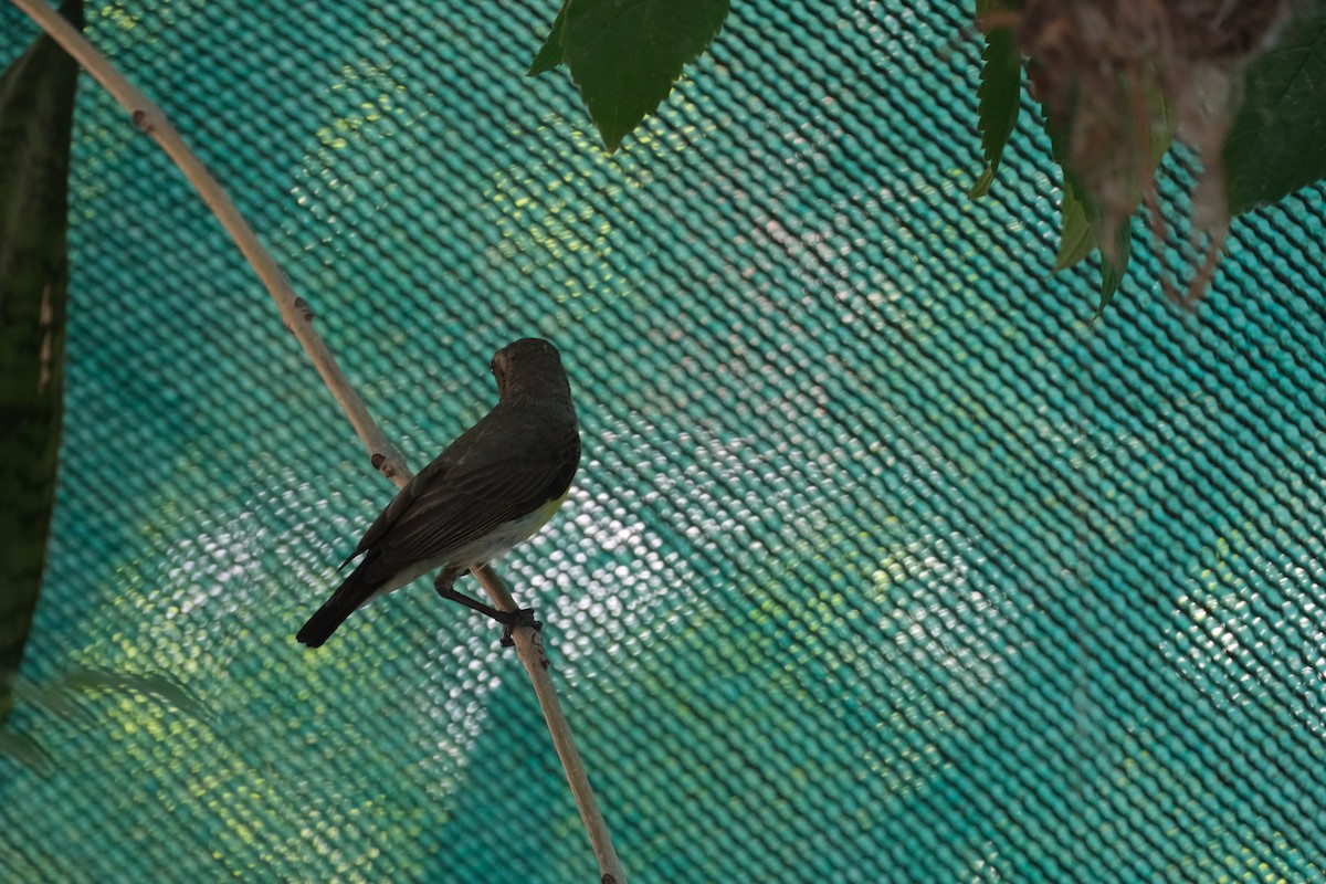 Purple Sunbird - ML637306221