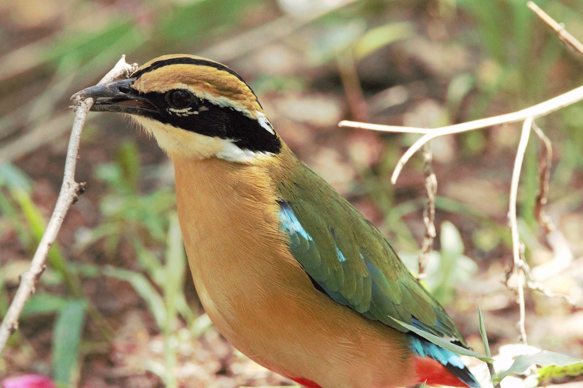 Indian Pitta - ML637306259