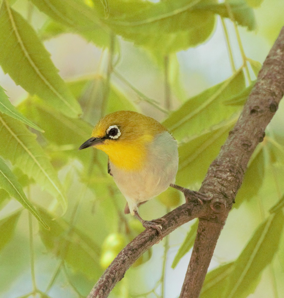 Indian White-eye - ML637306265
