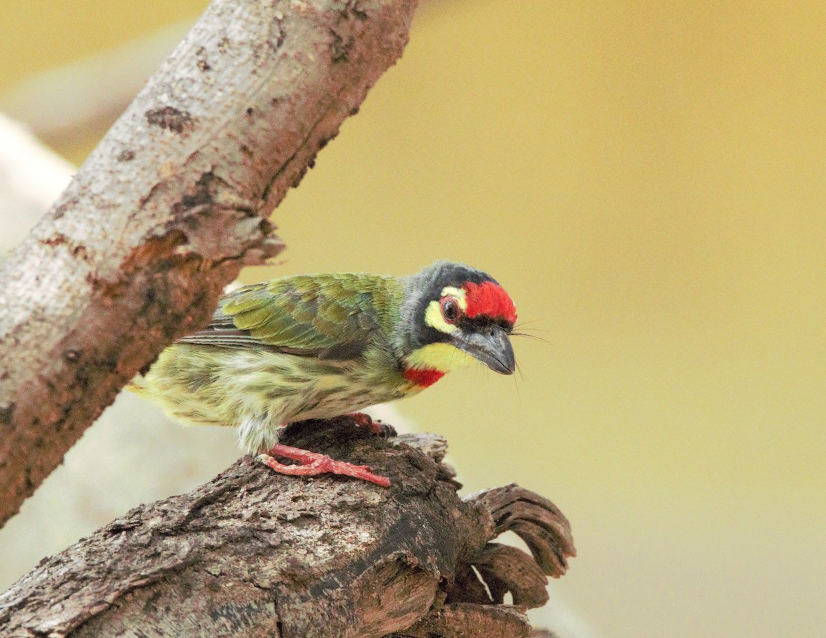 Coppersmith Barbet - ML637306277