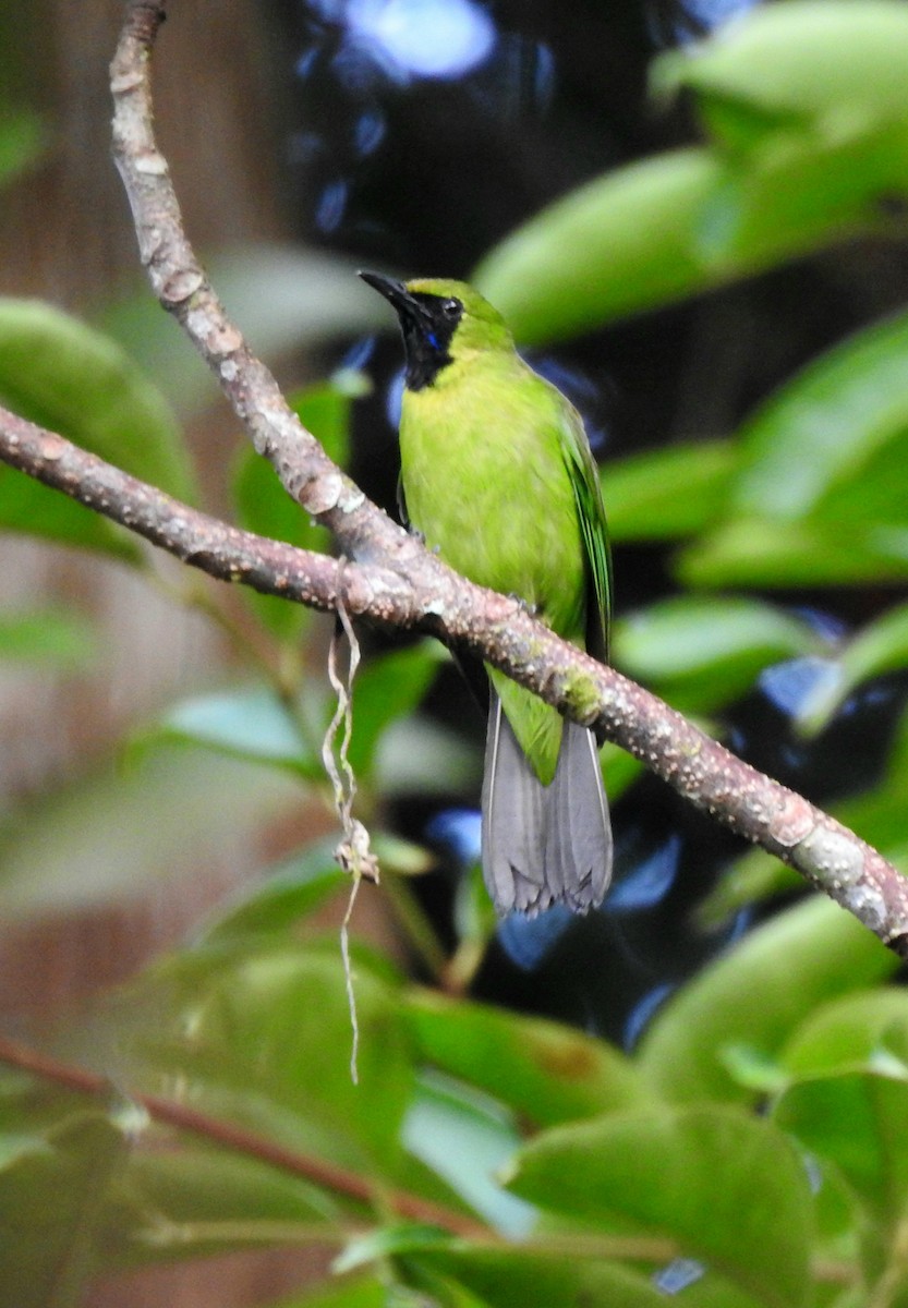 Lesser Green Leafbird - ML637306288