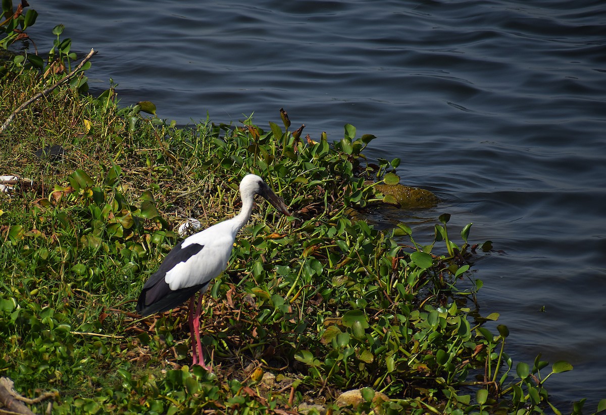 Asian Openbill - ML637306292