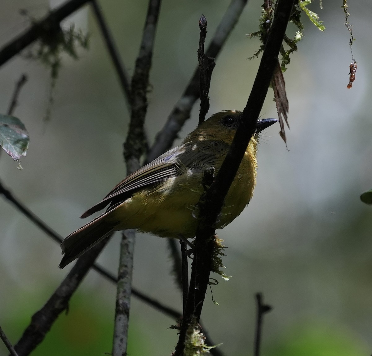 Bornean Whistler - ML637306293