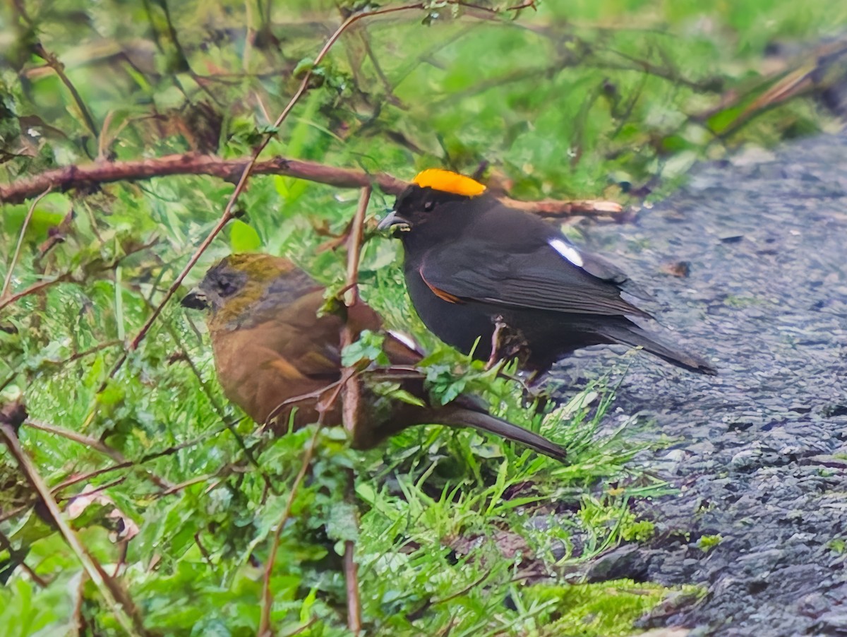 Gold-naped Finch - ML637306294