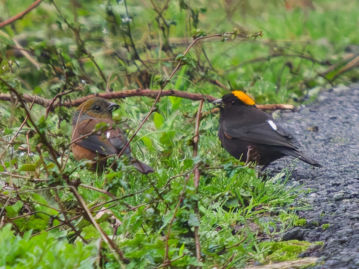 Gold-naped Finch - ML637306295
