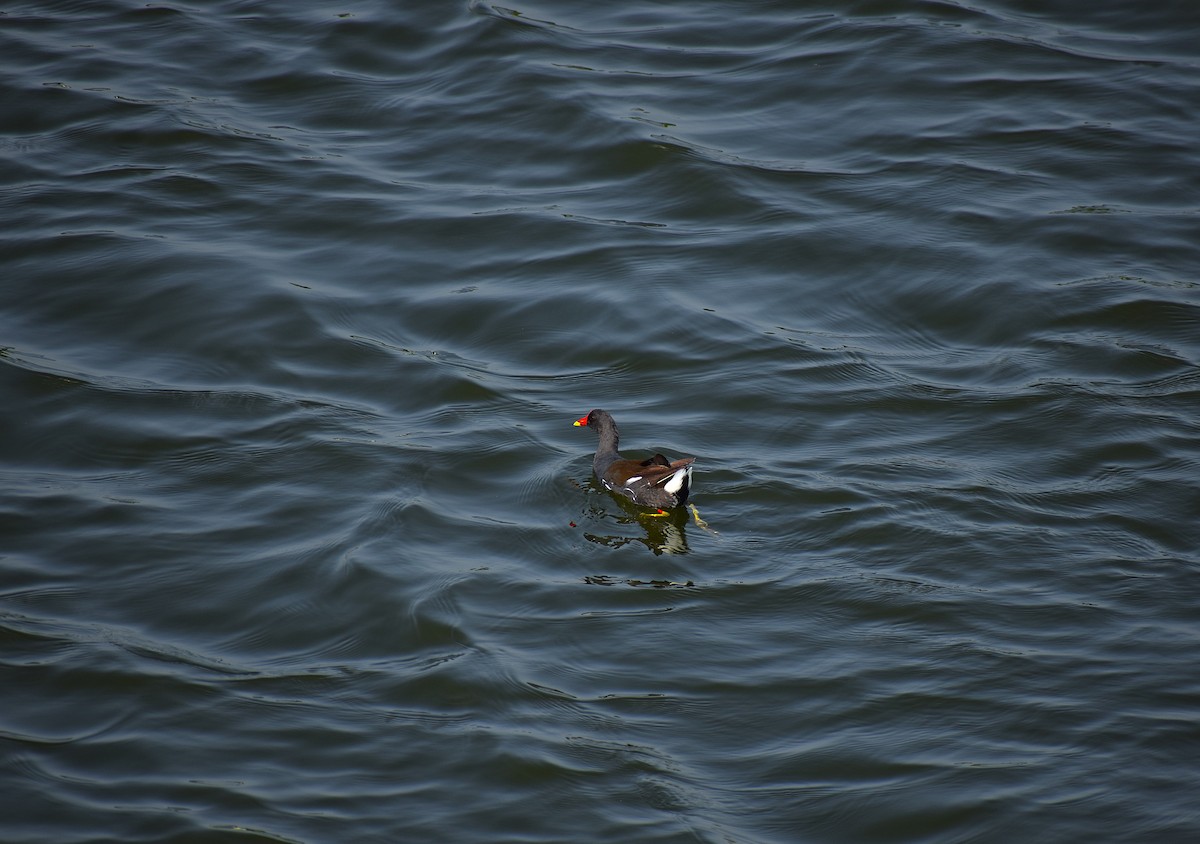 Eurasian Moorhen - ML637306297