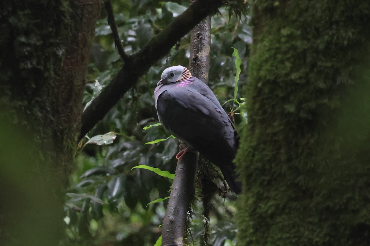 Ashy Wood-Pigeon - ML637306302