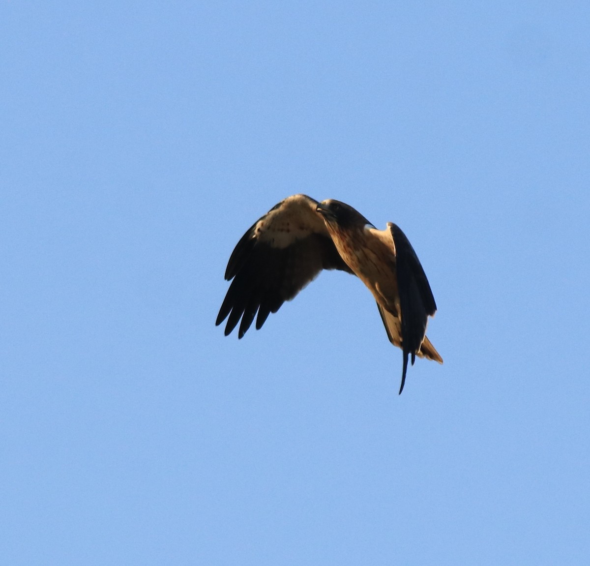 Booted Eagle - ML637306304