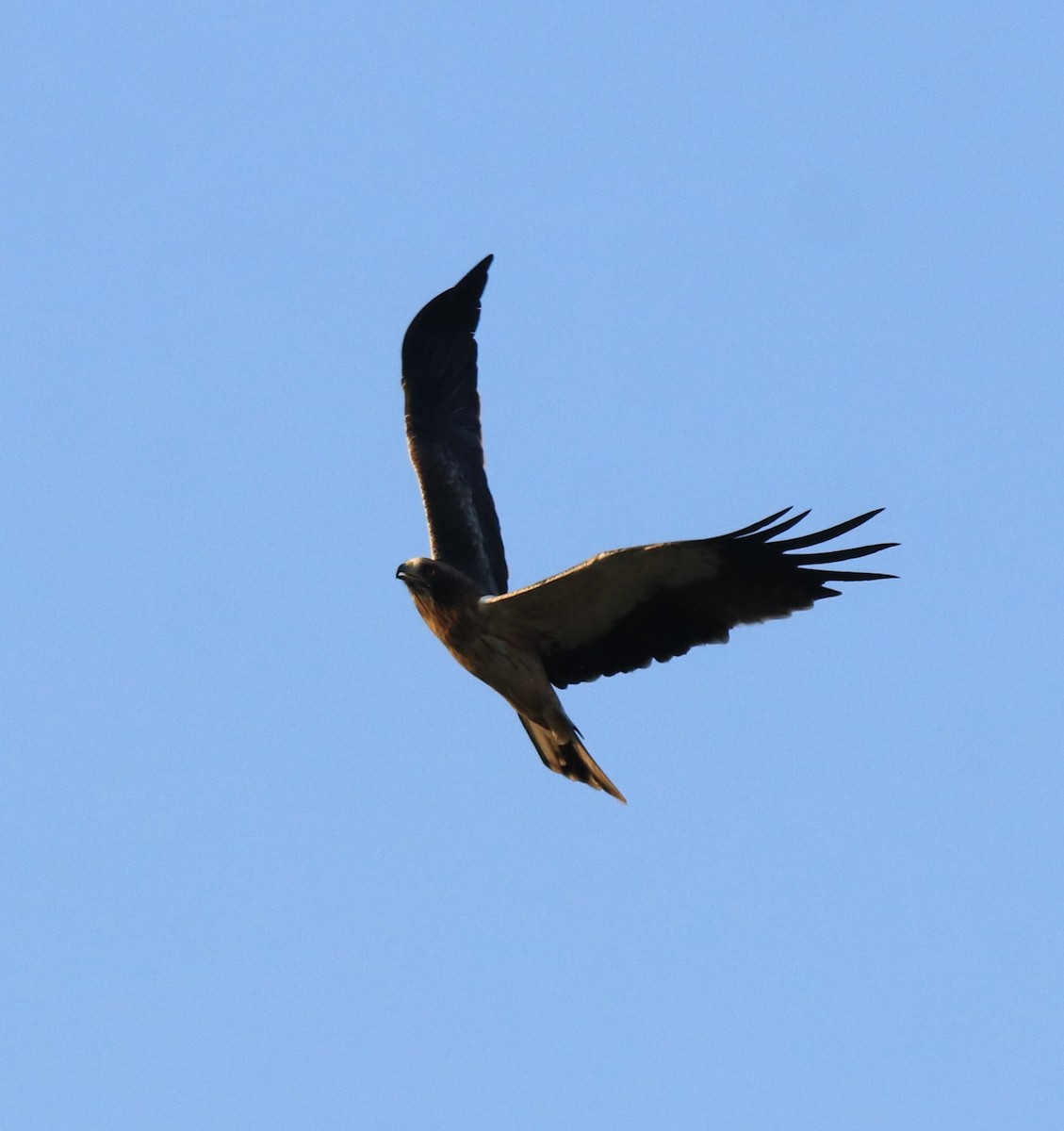 Booted Eagle - ML637306305