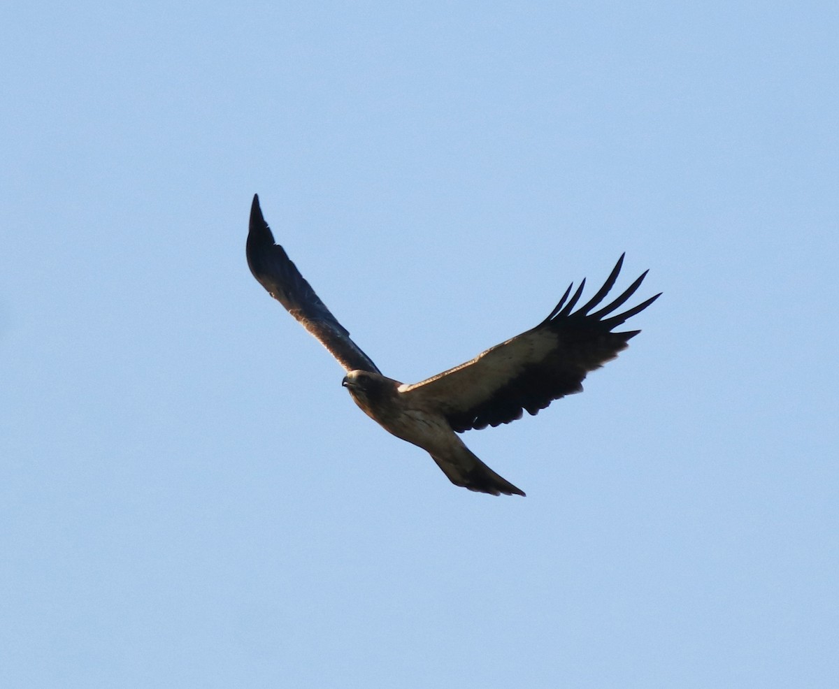 Booted Eagle - ML637306306