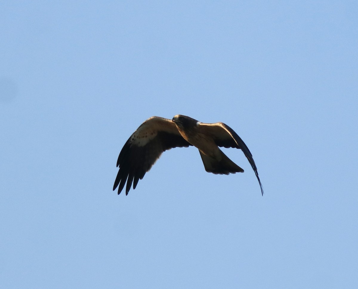 Booted Eagle - ML637306307