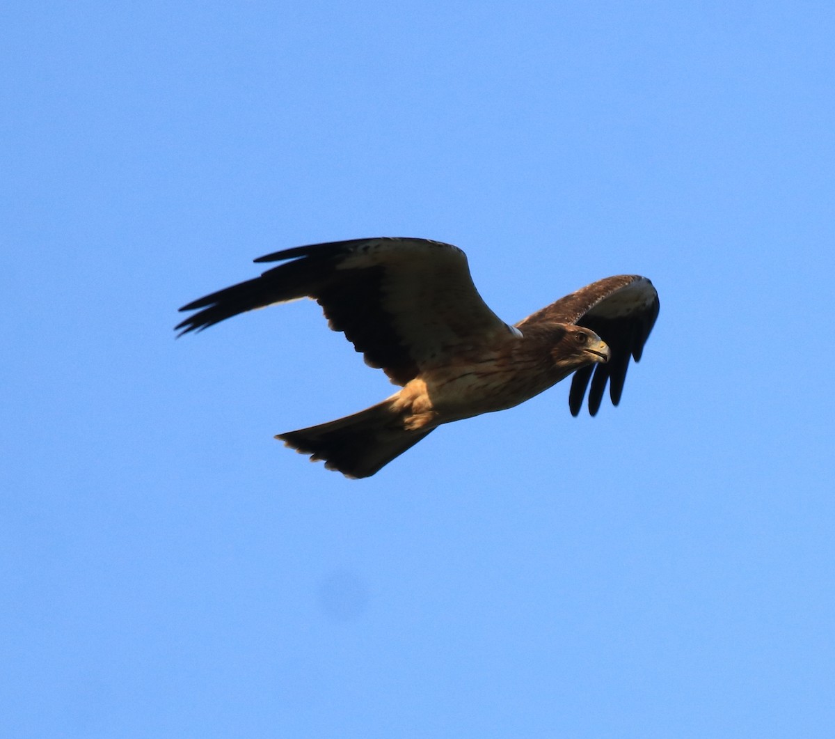 Booted Eagle - ML637306310