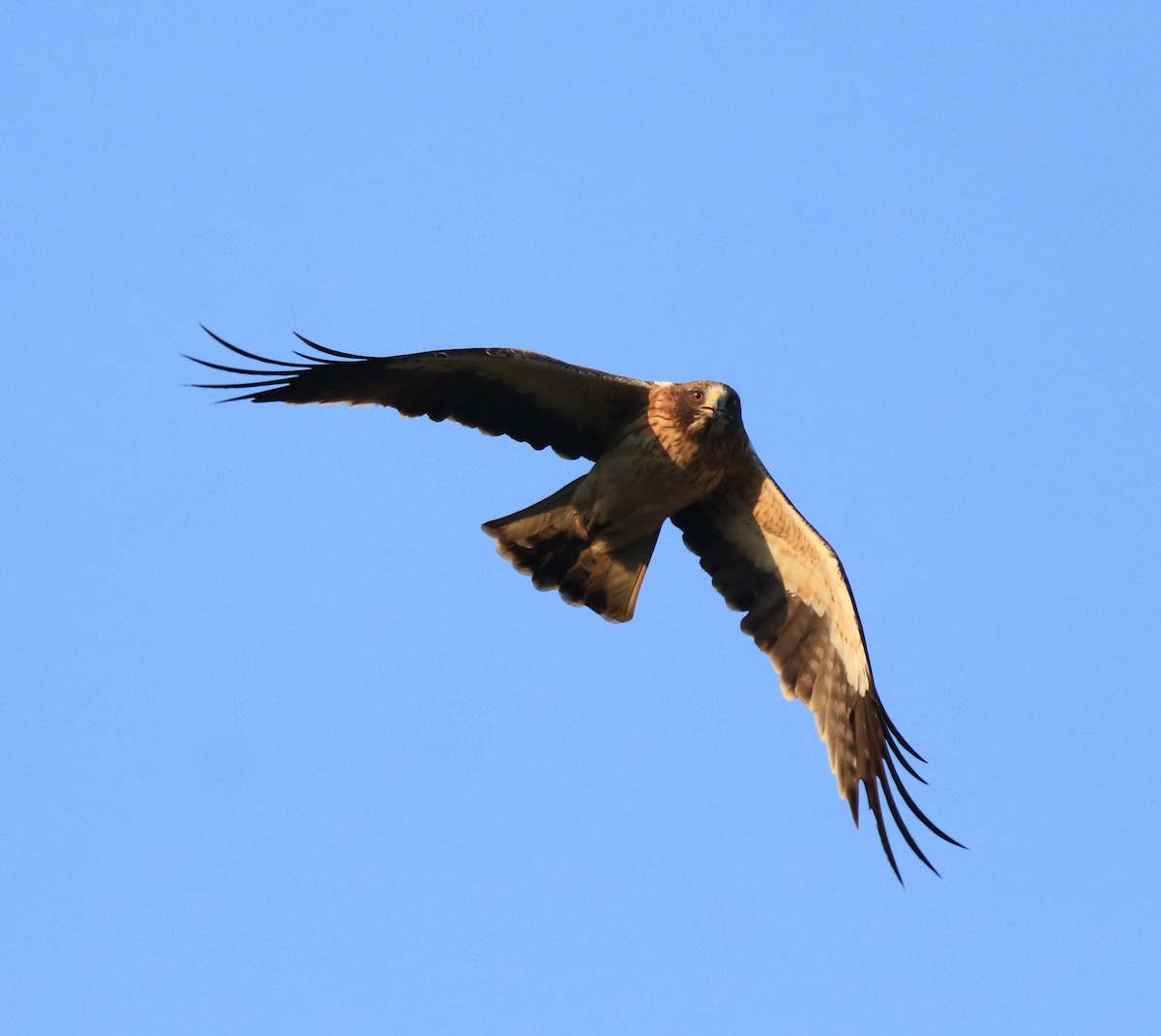 Booted Eagle - ML637306311