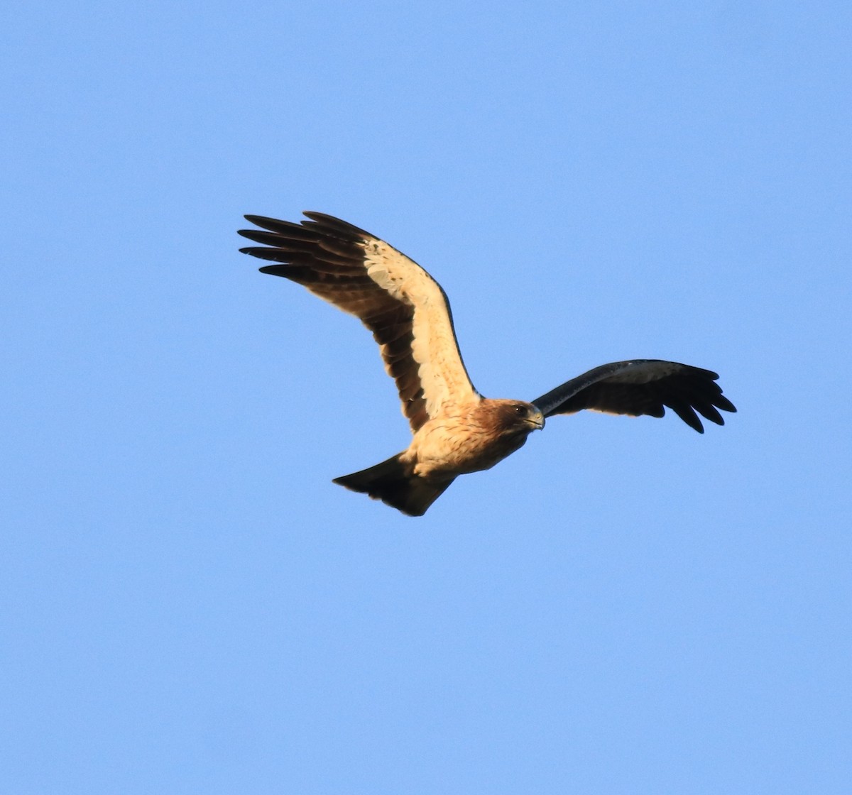 Booted Eagle - ML637306312