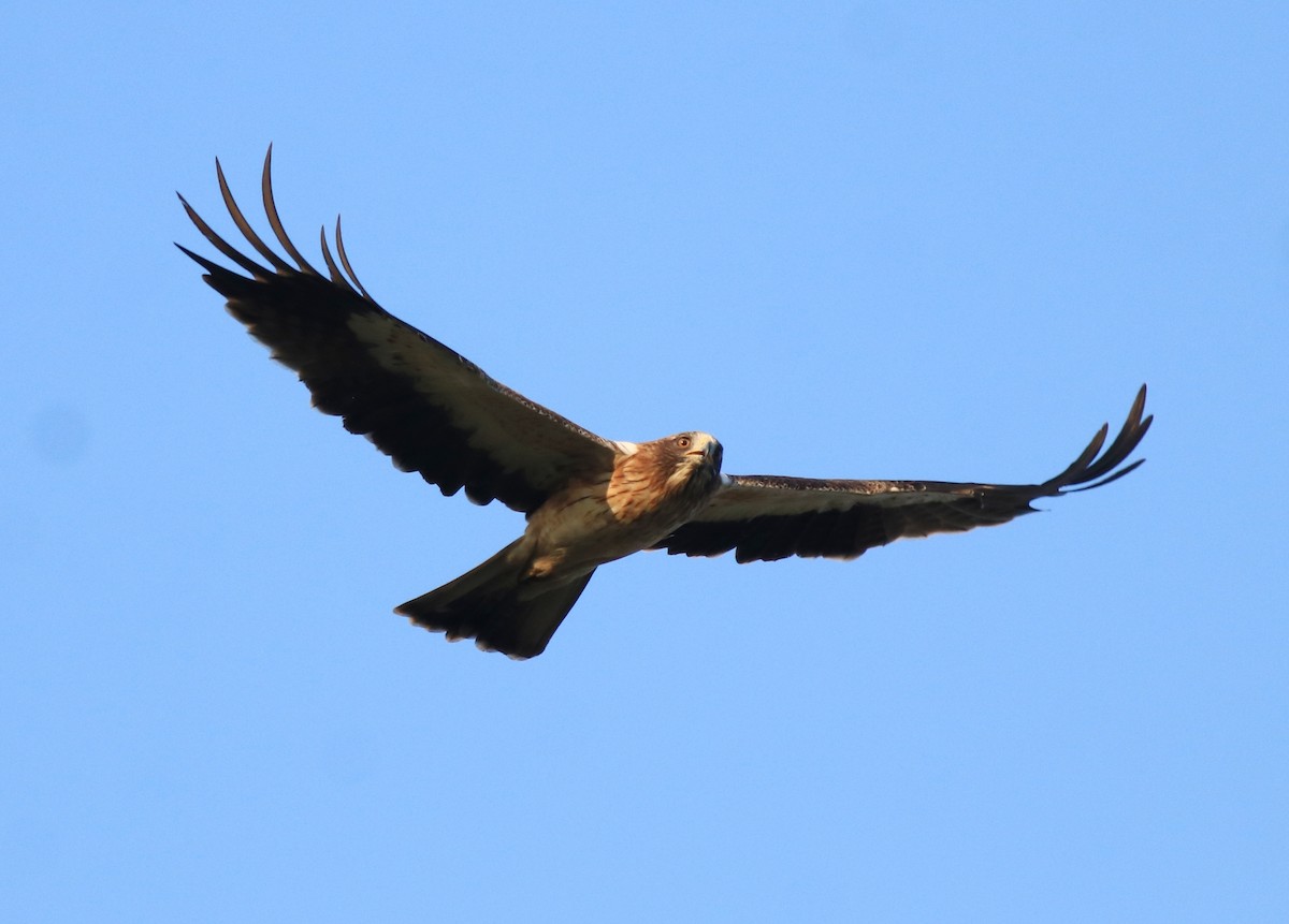 Booted Eagle - ML637306313