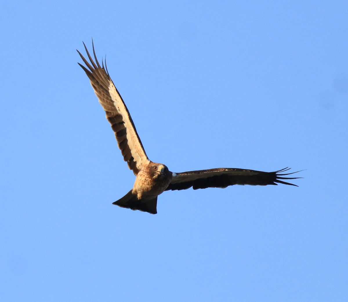 Booted Eagle - ML637306314