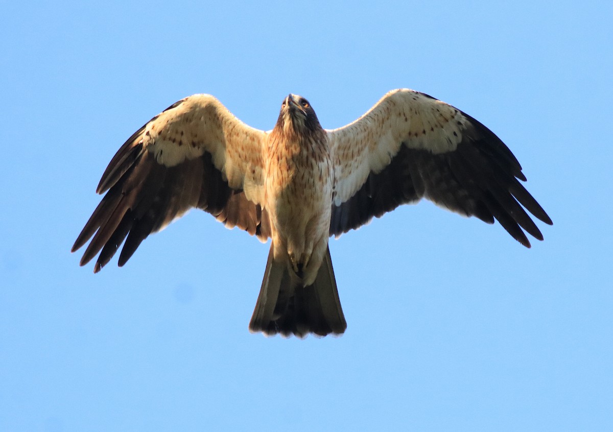 Booted Eagle - ML637306315