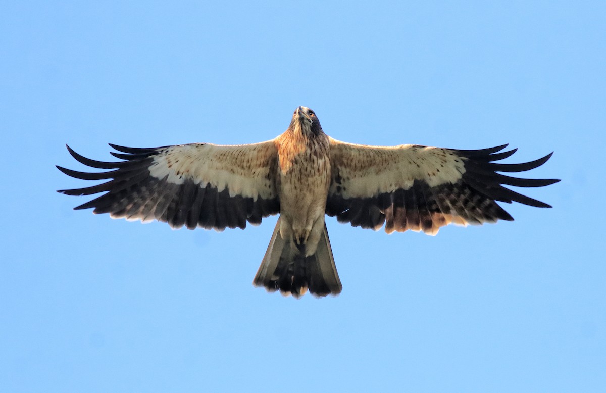 Booted Eagle - ML637306316
