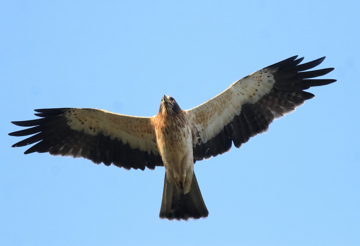 Booted Eagle - ML637306317