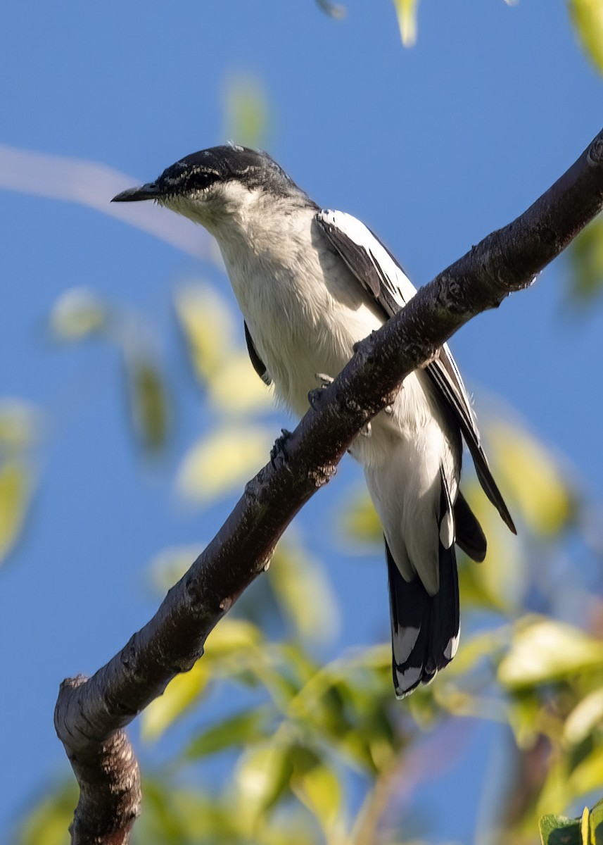 White-shouldered Triller - ML637306320