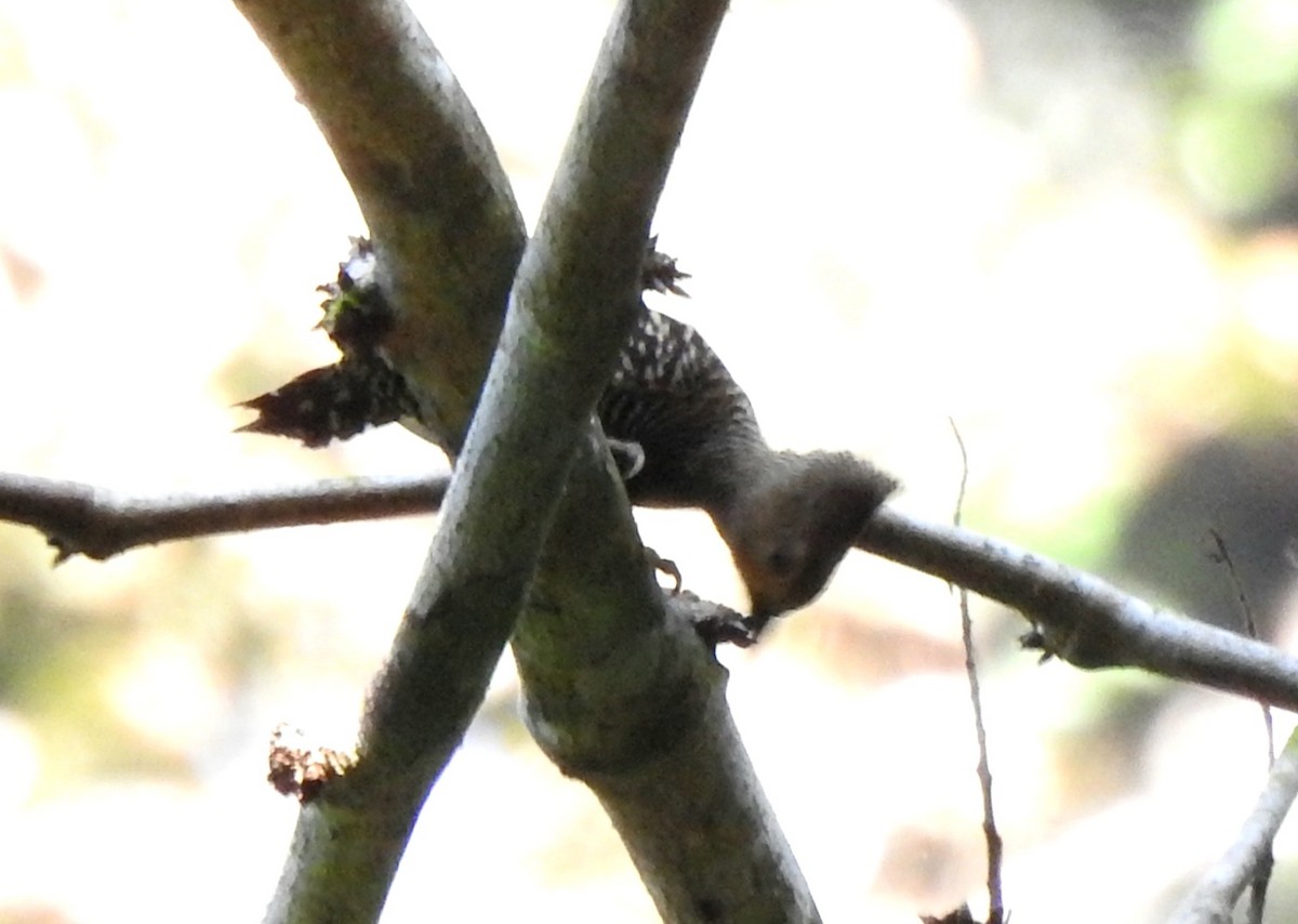 Buff-rumped Woodpecker - ML637306321