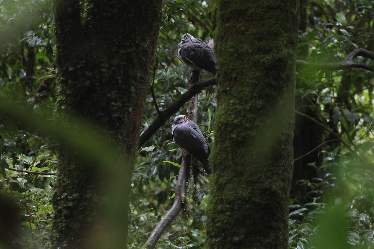 Ashy Wood-Pigeon - ML637306323