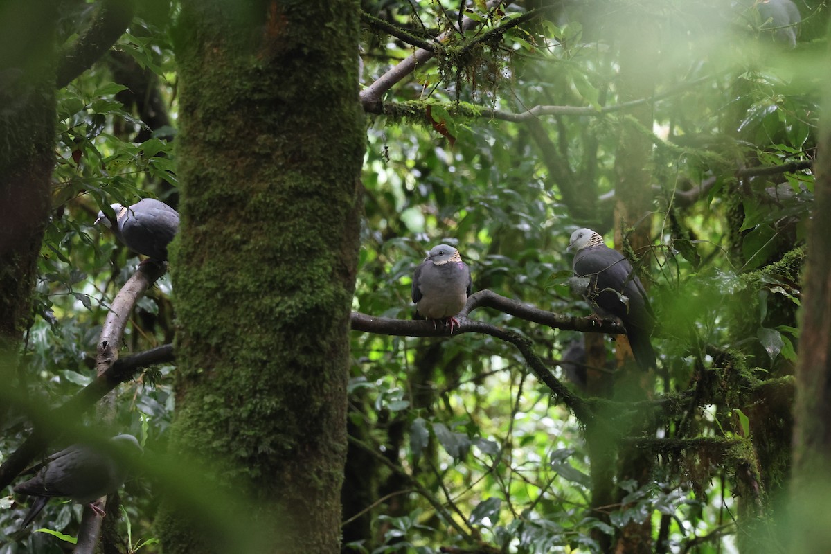 Ashy Wood-Pigeon - ML637306324