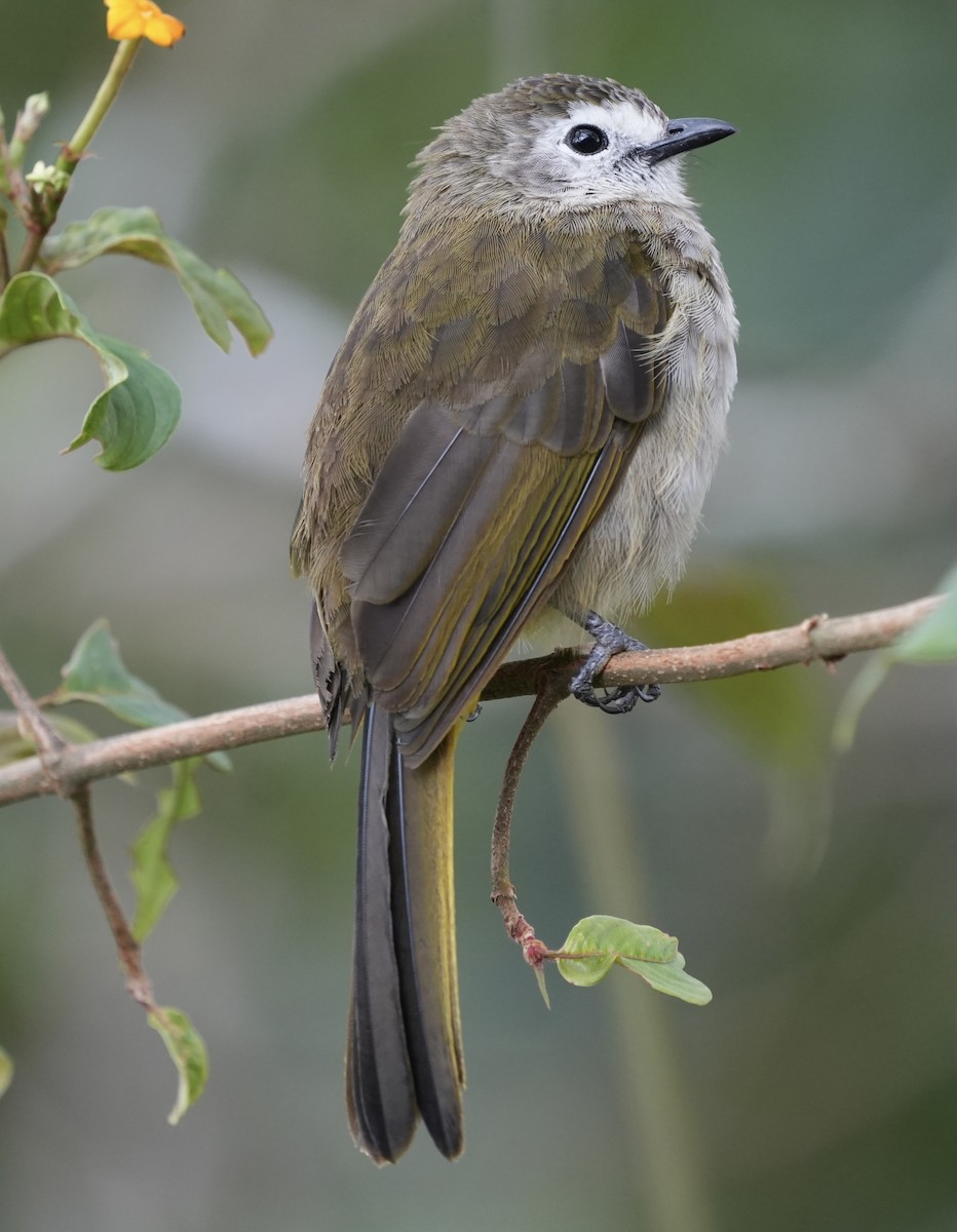 Pale-faced Bulbul - ML637306345