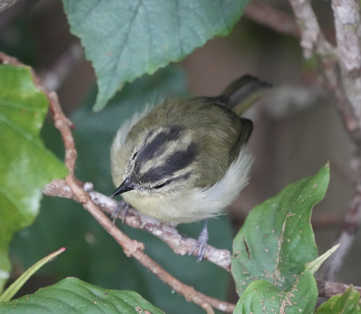 Mountain Leaf Warbler - ML637306347