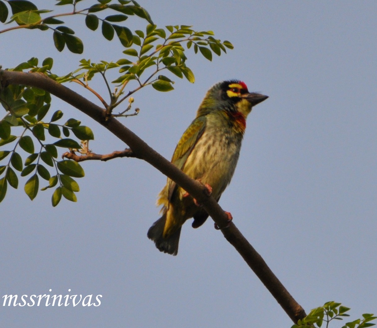 Coppersmith Barbet - ML637306372