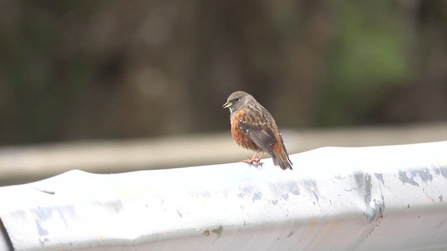 Alpine Accentor - ML637306379