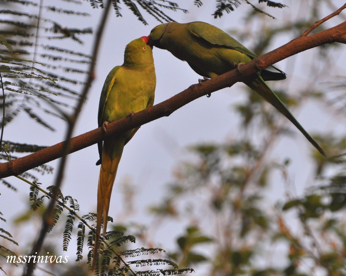 Rose-ringed Parakeet - ML637306380
