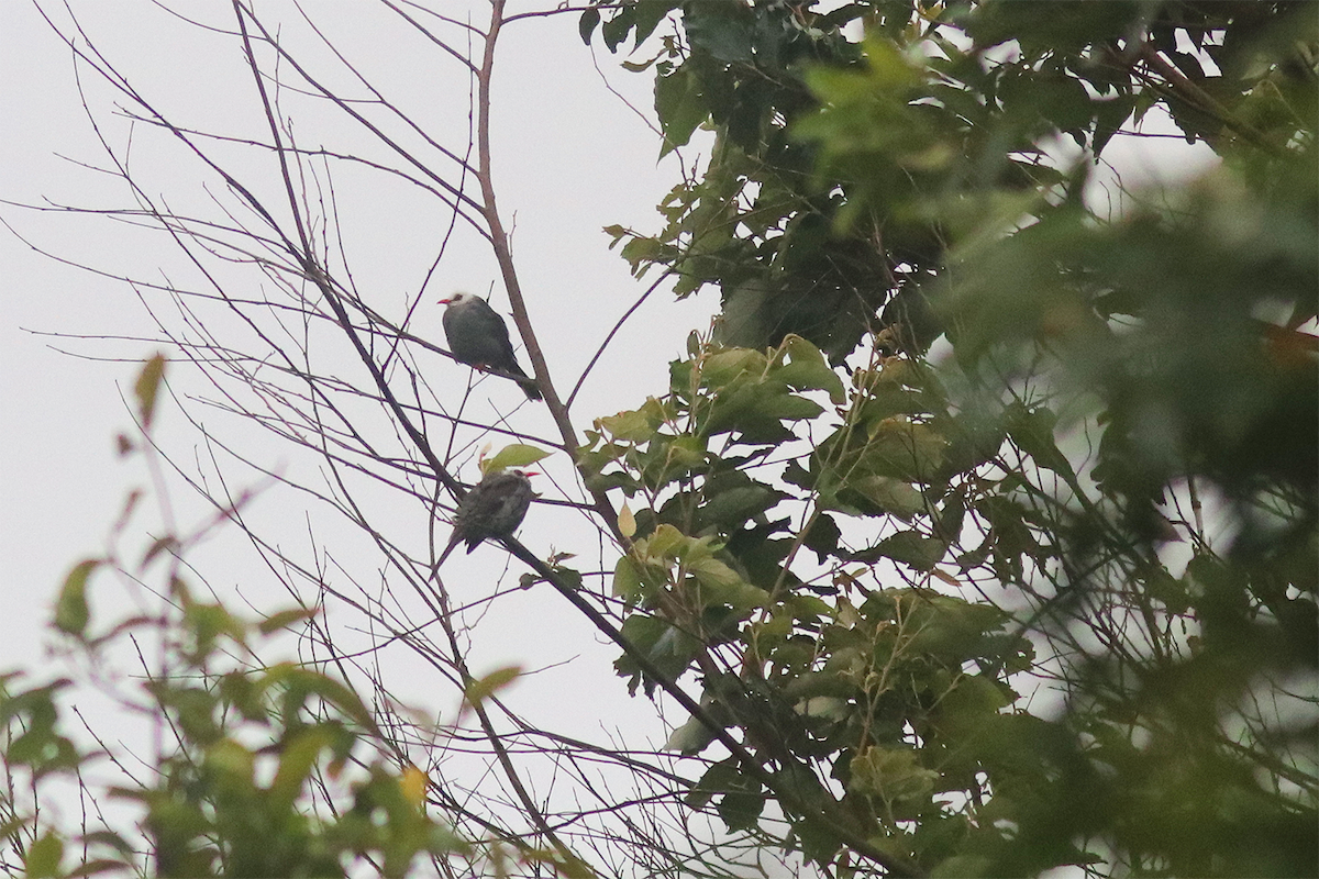 White-headed Bulbul - ML637306382