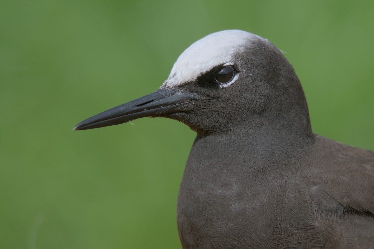 Black Noddy - ML637306387