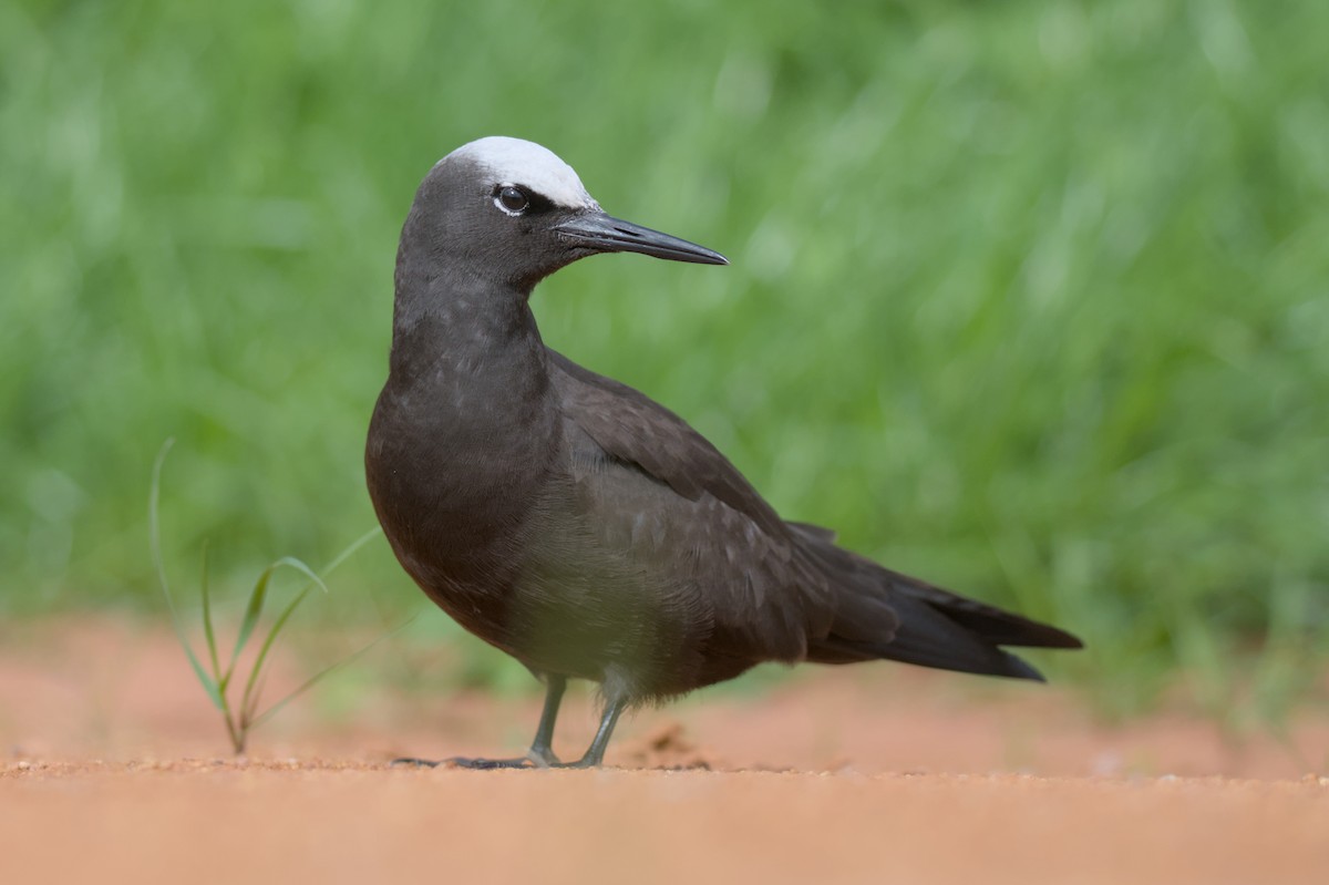 Black Noddy - ML637306388